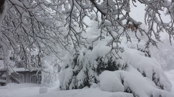 1915331_1236365099725119_3334618569220000394_n